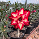 Rosa do Deserto - ENXERTO ADULTO - GM ESTRELA FLAMEJANTE - Gm Rosa Do Deserto