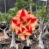 Rosa do Deserto - ENXERTO ADULTO - GM GRATIDAO - Gm Rosa Do Deserto
