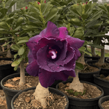 Rosa do Deserto - ENXERTO ADULTO - GM MILU - Gm Rosa Do Deserto