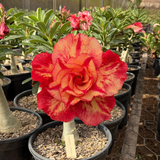 Rosa do Deserto - ENXERTO ADULTO - JULIUS CAESAR - Gm Rosa Do Deserto