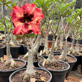 Rosa do Deserto - ENXERTO ADULTO - L 32 ( PERFUMADA ) - Gm Rosa Do Deserto