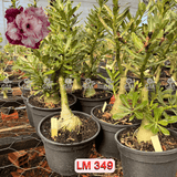  - Rosa do Deserto - ENXERTO ADULTO - LM 349 - Gm Rosa Do Deserto