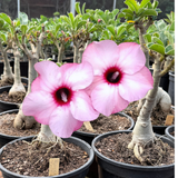 Rosa do Deserto - ENXERTO ADULTO - LUCK PINK - Gm Rosa Do Deserto