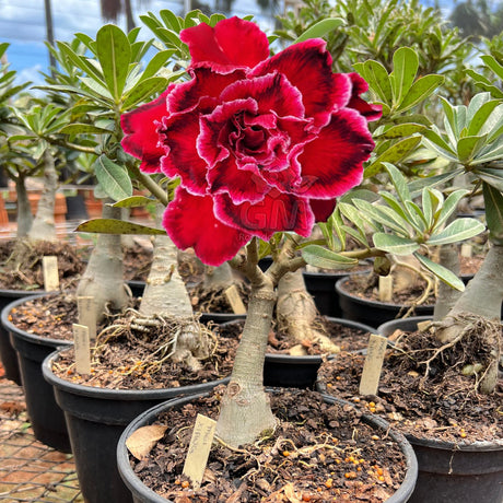 Rosa do Deserto - ENXERTO ADULTO - MIKI - Gm Rosa Do Deserto