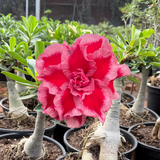 Rosa do Deserto - ENXERTO ADULTO - ODALISCA - Gm Rosa Do Deserto