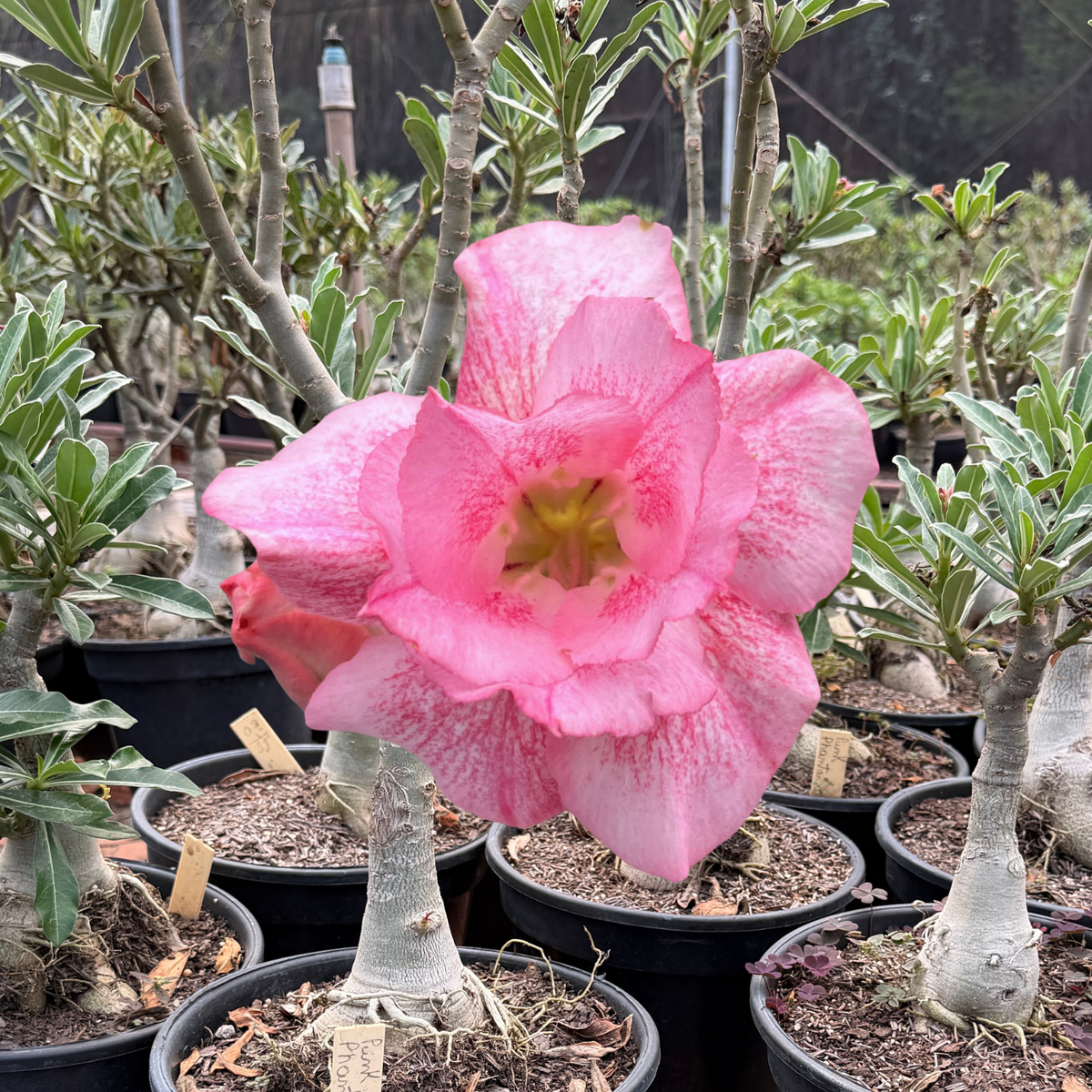 Rosa do Deserto - ENXERTO ADULTO - PINK PHANTER - Gm Rosa Do Deserto