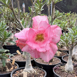Rosa do Deserto - ENXERTO ADULTO - PINK PHANTER - Gm Rosa Do Deserto