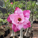 Rosa do Deserto - ENXERTO ADULTO - RC 513 - Gm Rosa Do Deserto