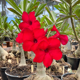 Rosa do Deserto - ENXERTO ADULTO - RED PONNY - Gm Rosa Do Deserto