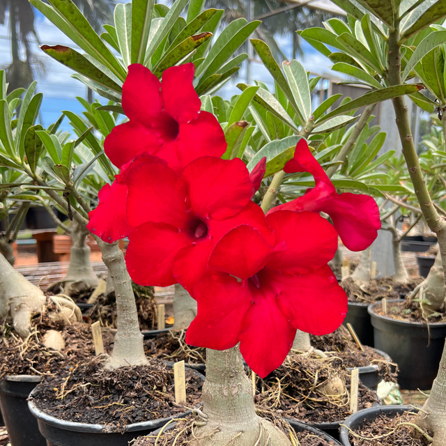 Rosa do Deserto - ENXERTO ADULTO - RED PONNY - Gm Rosa Do Deserto