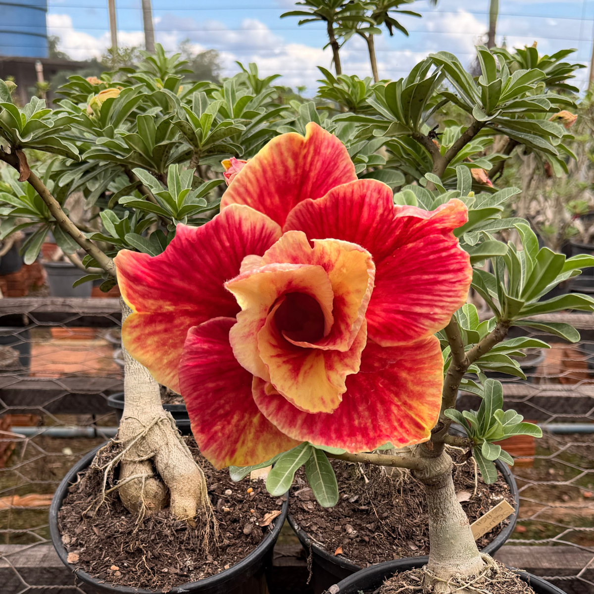 Rosa do Deserto - ENXERTO ADULTO - SWEET PEACH - Gm Rosa Do Deserto