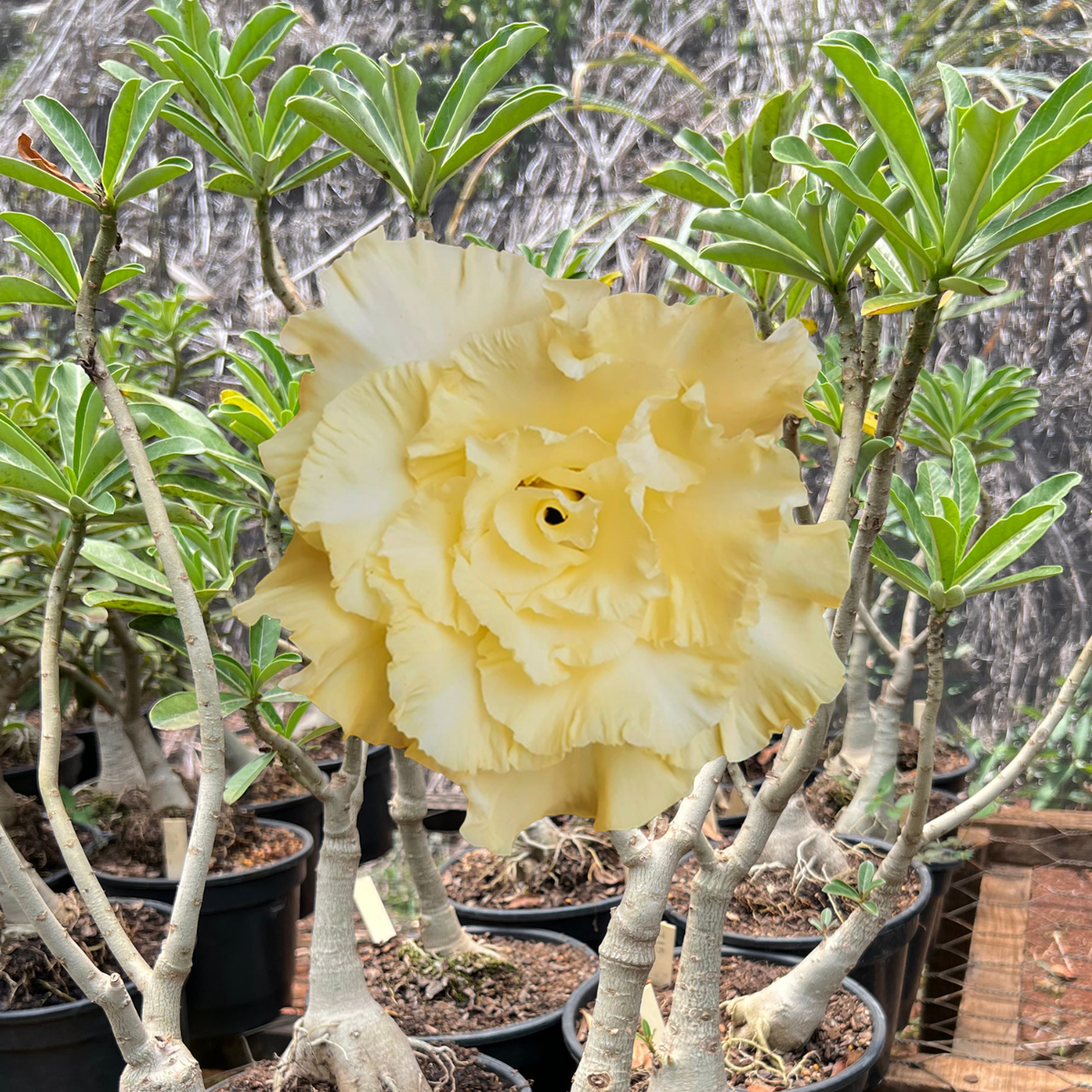 Rosa do Deserto - ENXERTO ADULTO - T 15 - Gm Rosa Do Deserto