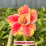 Rosa do Deserto - ENXERTO ADULTO - TAIWAN GOLD - Gm Rosa Do Deserto