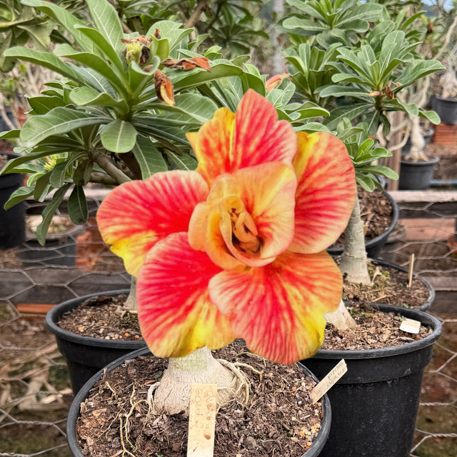 Rosa do Deserto - ENXERTO ADULTO - TAIWAN GOLD - Gm Rosa Do Deserto