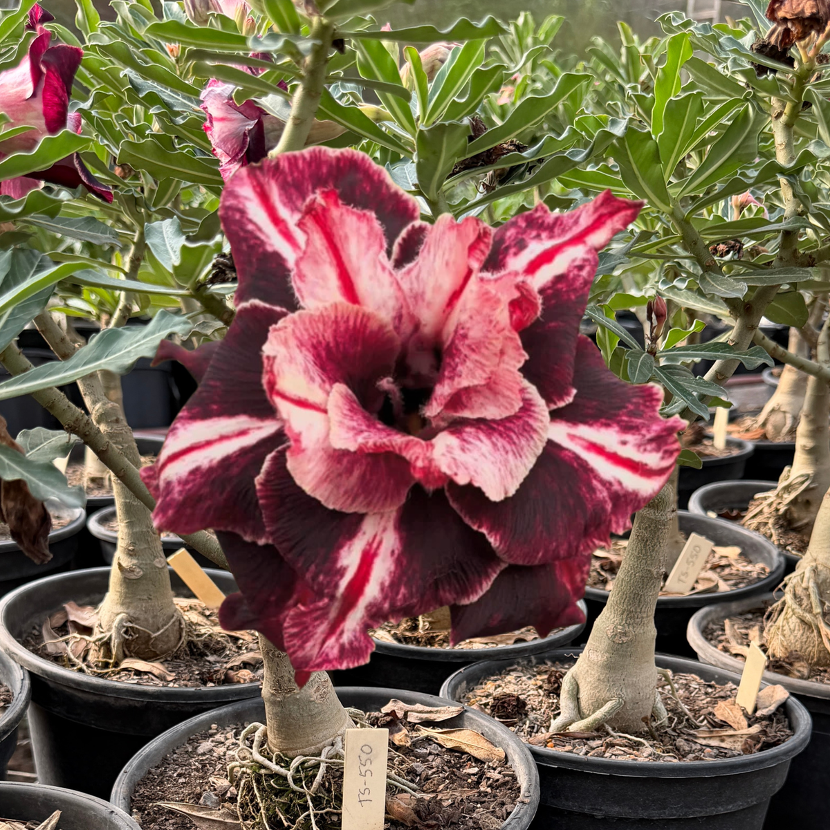 Rosa do Deserto - ENXERTO ADULTO - TS 550 - Gm Rosa Do Deserto
