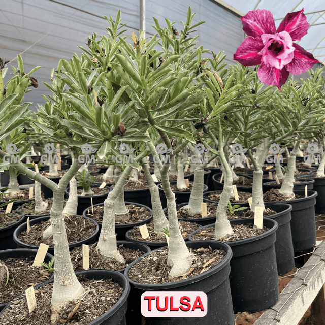 Rosa do Deserto - ENXERTO ADULTO - TULSA - Gm Rosa Do Deserto