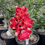 Rosa do Deserto - ENXERTO ADULTO - VALENCIA - Gm Rosa Do Deserto