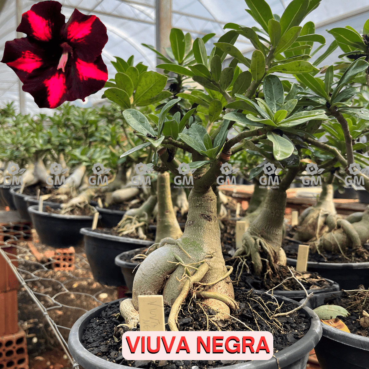 Rosa do Deserto - ENXERTO ADULTO - VIUVA NEGRA - Gm Rosa Do Deserto