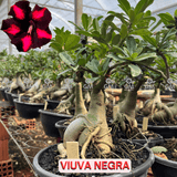 Rosa do Deserto - ENXERTO ADULTO - VIUVA NEGRA - Gm Rosa Do Deserto