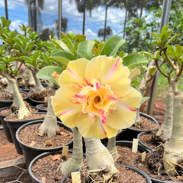 Rosa do Deserto - ENXERTO ADULTO - YELLOW TREASURE - Gm Rosa Do Deserto