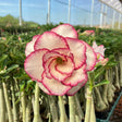 Rosa do Deserto - GIZ - Gm Rosa Do Deserto