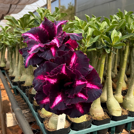 Rosa do deserto - GM 316 - Gm Rosa Do Deserto