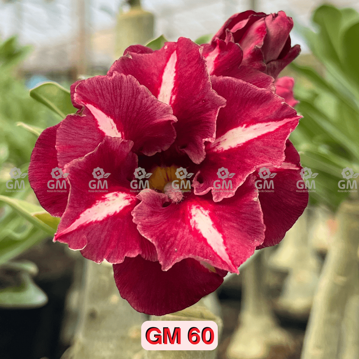  - Rosa do Deserto - GM 60 - Gm Rosa Do Deserto