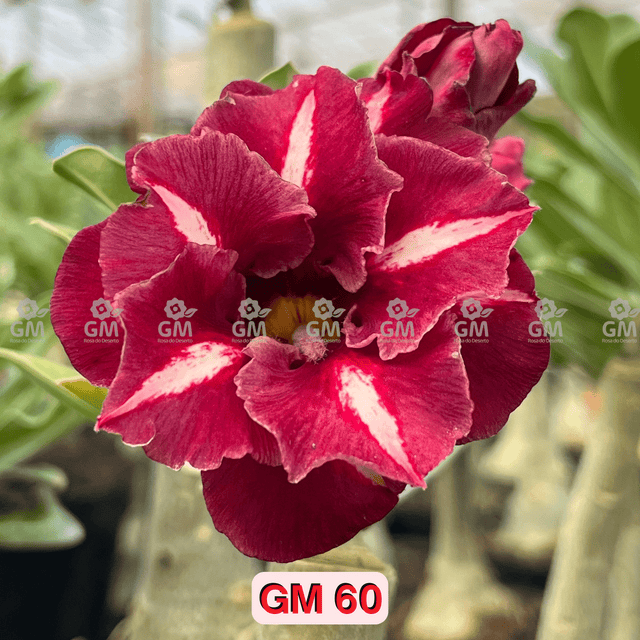  - Rosa do Deserto - GM 60 - Gm Rosa Do Deserto