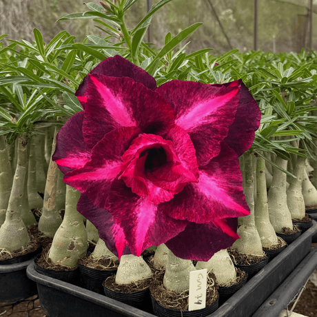 Rosa do Deserto - GM 74 - Gm Rosa Do Deserto