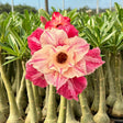Rosa do Deserto - GM ACEROLA - Gm Rosa Do Deserto
