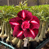Rosa do Deserto - GM FRAGRANT (PERFUMADA) - Gm Rosa Do Deserto