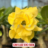Rosa do Deserto - GM LUZ DO SOL - Gm Rosa Do Deserto
