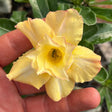Rosa do Deserto - GM SOWILO - Gm Rosa Do Deserto