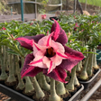 Rosa do Deserto - GM STAR SWIRLS - Gm Rosa Do Deserto