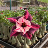 Rosa do Deserto - GM STAR SWIRLS - Gm Rosa Do Deserto