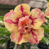 Rosa do Deserto - GM SUNSHINE ( PERFUMADA ) - Gm Rosa Do Deserto