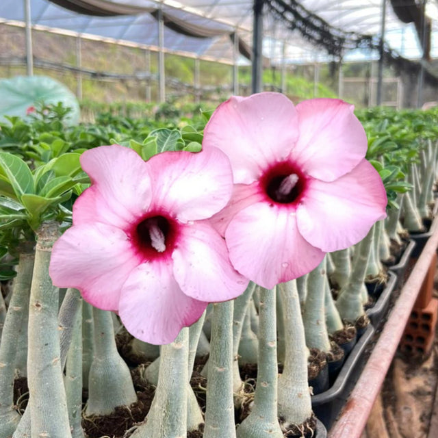 Rosa do Deserto - LUCKY PINK ( IMPORTADA ) - Gm Rosa Do Deserto