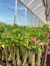 Rosa do Deserto - LUCKY PINK ( IMPORTADA ) - Gm Rosa Do Deserto