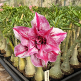 Rosa do Deserto - MADEMOSEILLE - Gm Rosa Do Deserto