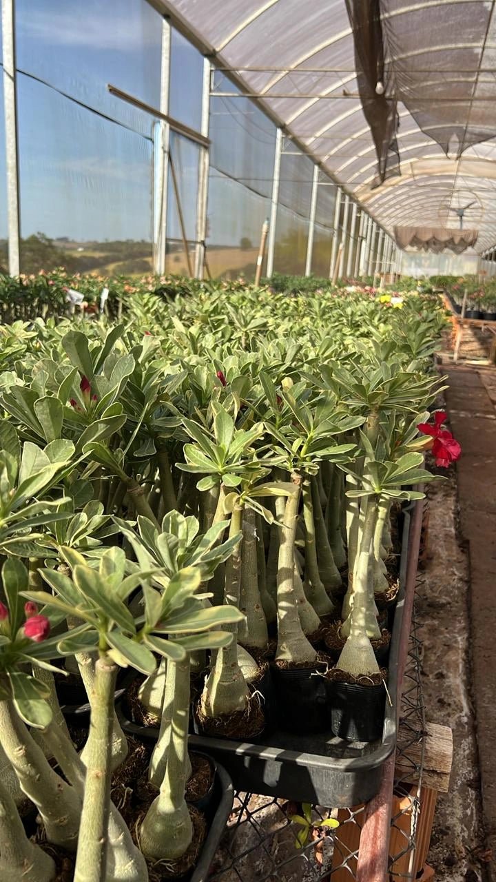 Rosa do Deserto - MEETING LOVE ( VARIEGATA ) - Gm Rosa Do Deserto