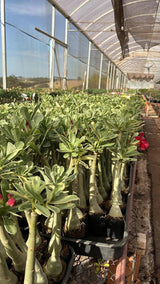 Rosa do Deserto - MEETING LOVE ( VARIEGATA ) - Gm Rosa Do Deserto