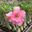 Rosa do Deserto - PINK PHANTER - Gm Rosa Do Deserto