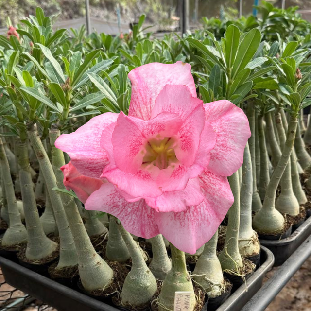 Rosa do Deserto - PINK PHANTER - Gm Rosa Do Deserto