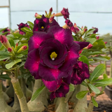 Rosa do deserto - PURPLE BLUE - Gm Rosa Do Deserto