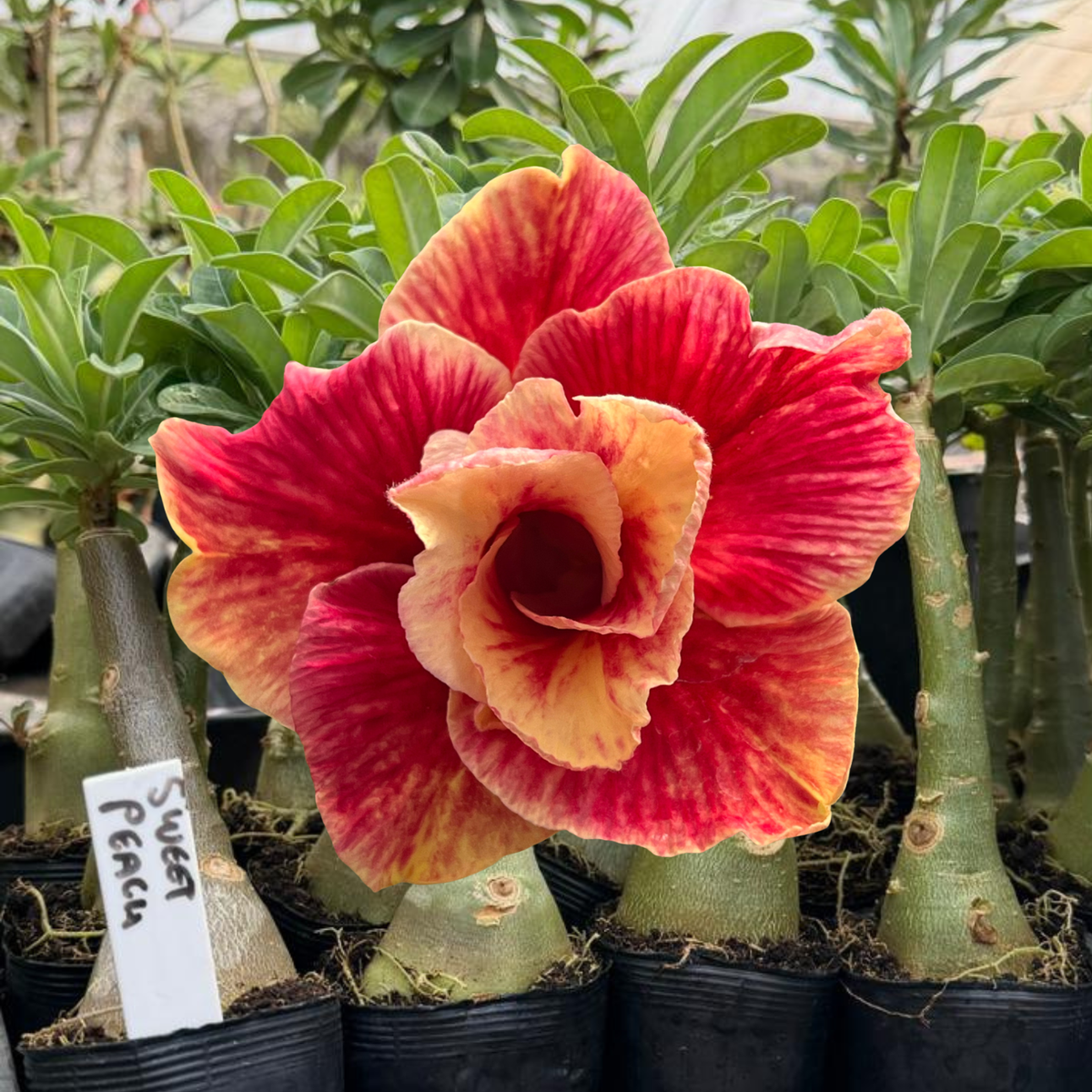 Rosa do Deserto - SWEET PEACH - Gm Rosa Do Deserto